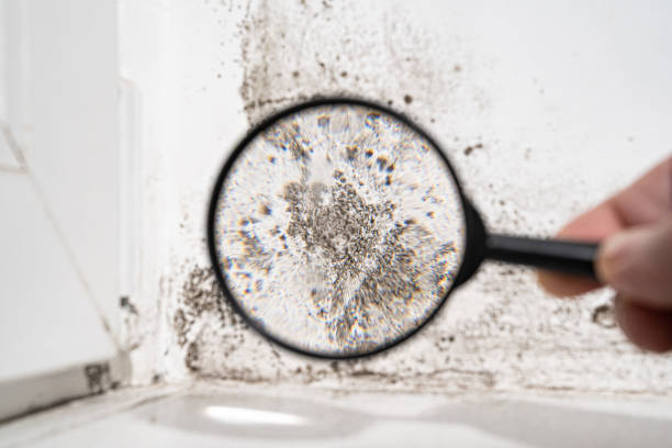 Mold Odor Removal Services in Burlington, KY